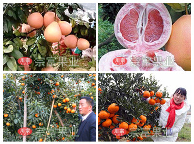 柑橘苗树脂病的防治