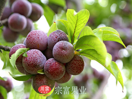 图为：尚绍锦脆红李园果子