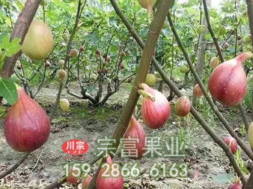 玛斯义陶芬无花果