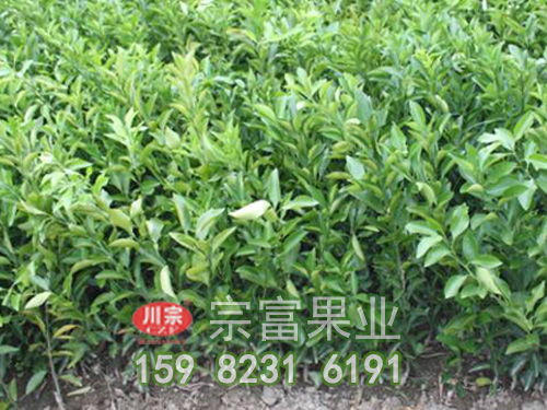 柑橘树苗
