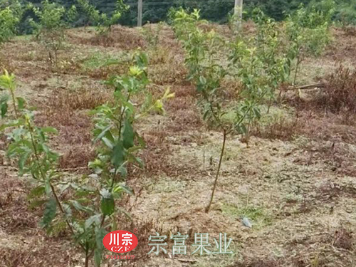 图为：“宗富果业”乐至县种植的李子树苗