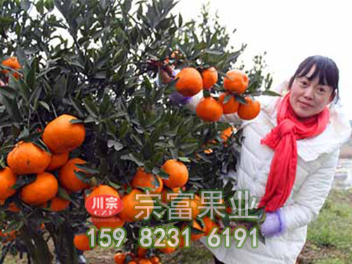 柑橘苗冻害管理技巧有哪些？