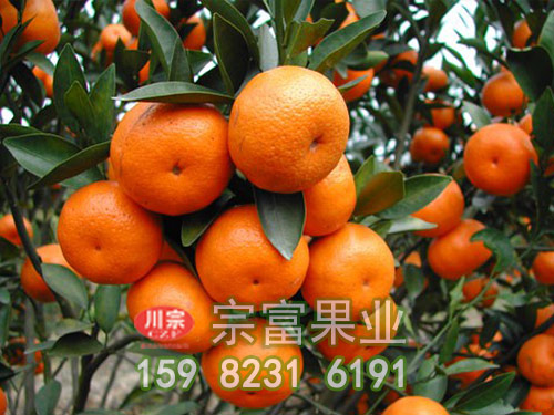 柑橘苗夏剪及病虫害的防治方法