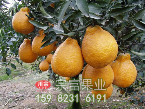 柑橘苗夏管新诀窍