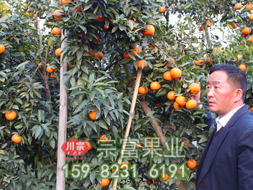 良种柑橘苗冻害的修剪指导